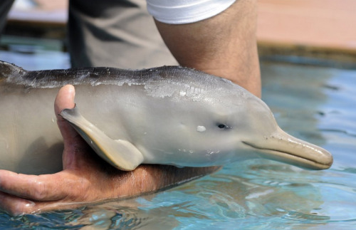 Real Baiji River Dolphin