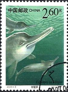 Chinese Baiji Commemorative Stamp
